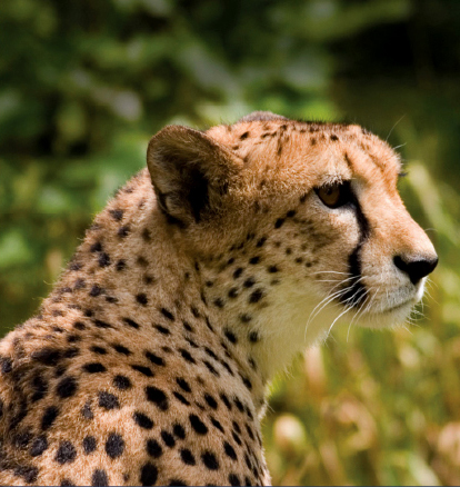 Cheetah